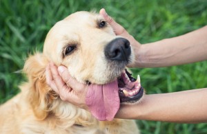 Good boy